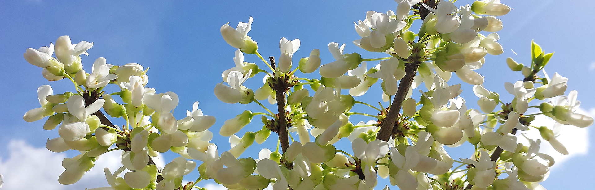 Cercis Chinensis Shirobana