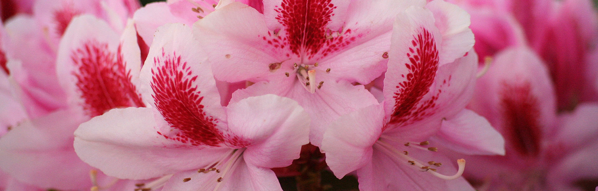 EnnoHinrichs_RhododendronHybrFurnivallsDaughter