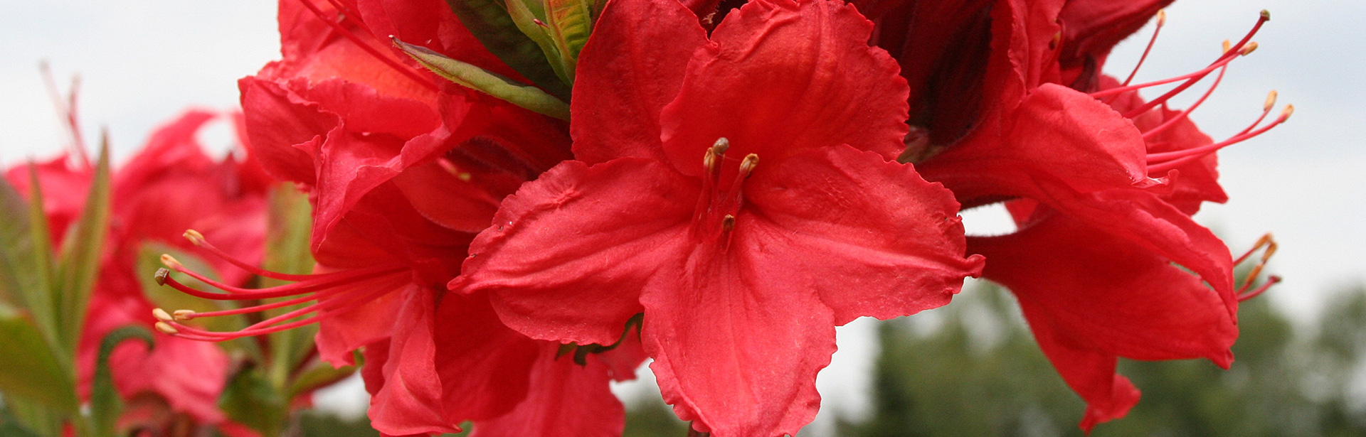 EnnoHinrichs_RhododendronHybrLuteumFeuerwerk